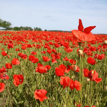 Ferienwohnung Rerik Mit Eingezaeuntem Garten