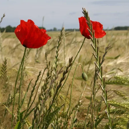 Apartamento Ferienwohnung Rerik Mit Eingezaeuntem Garten