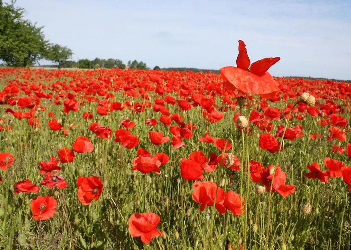 Mit Eingezaeuntem Garten
