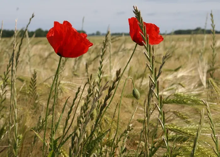 Appartement Mit Eingezaeuntem Garten